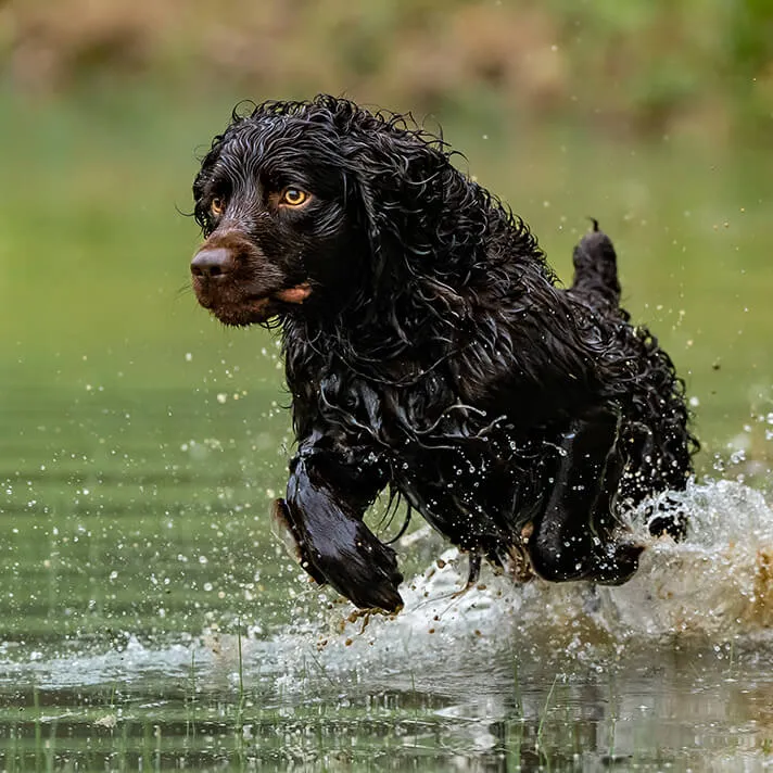 Curly Hair Dog Running Through Water