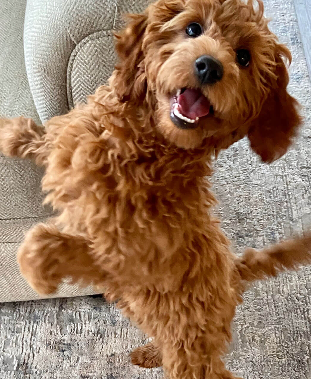 Excited Puppy