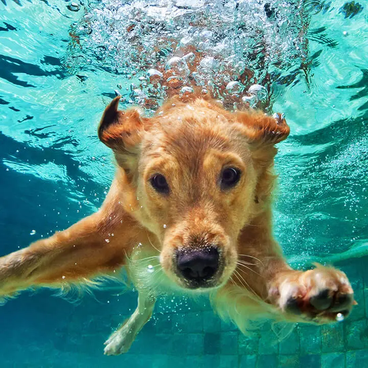 Dog Underwater